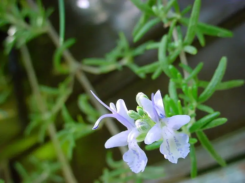 File:ChristianBauer flowering rosemary.jpg