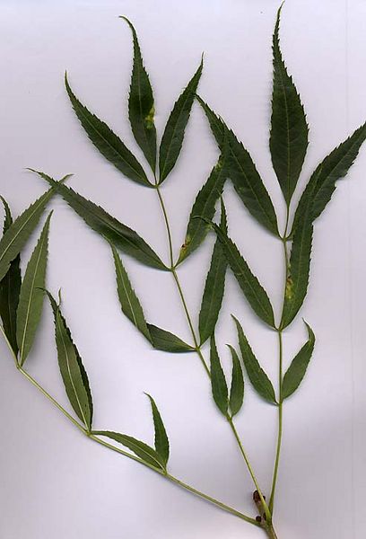 File:NarrowleafAsh.jpg