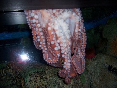 Octopus - New World Encyclopedia