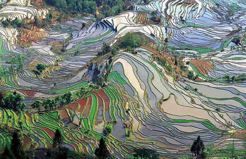 File:Terrace field yunnan china.jpg