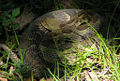 Thumbnail for version as of 18:00, 15 December 2007