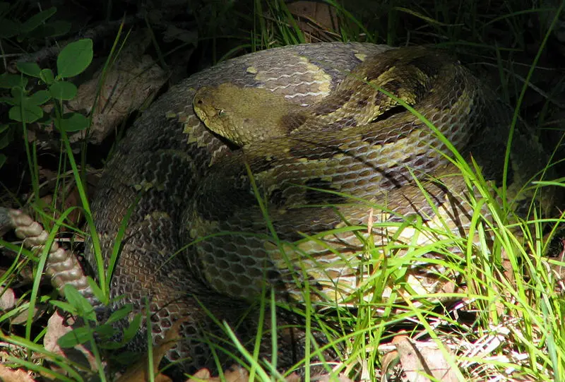 File:TimberRattler.jpg