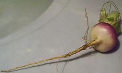 Small turnip root