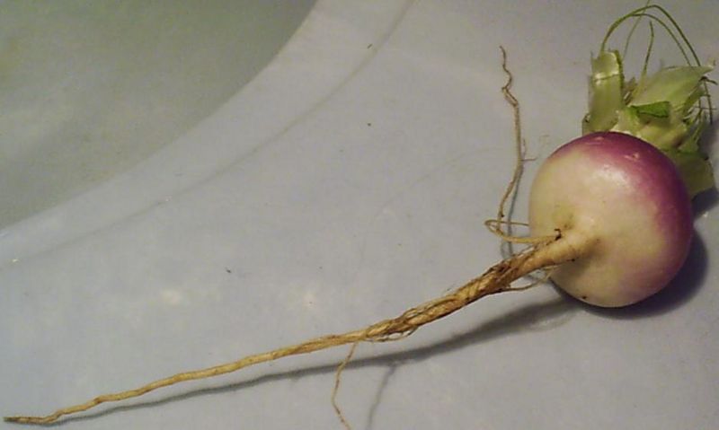 File:Turnip.JPG