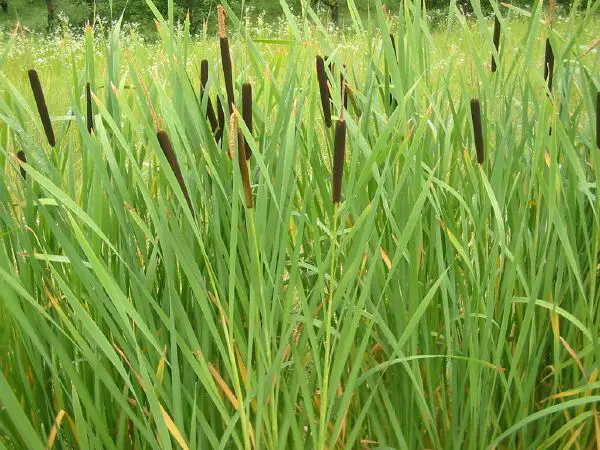 Typha - New World Encyclopedia