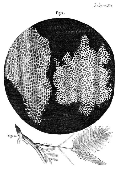 Cell theory - New World Encyclopedia