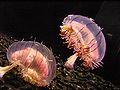Thumbnail for version as of 19:38, 19 December 2008