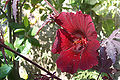 Thumbnail for version as of 21:42, 23 June 2007