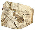 Thumbnail for version as of 20:02, 21 October 2007
