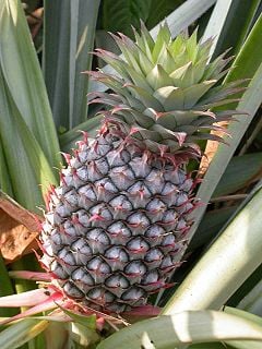 A pineapple, on its parent plant