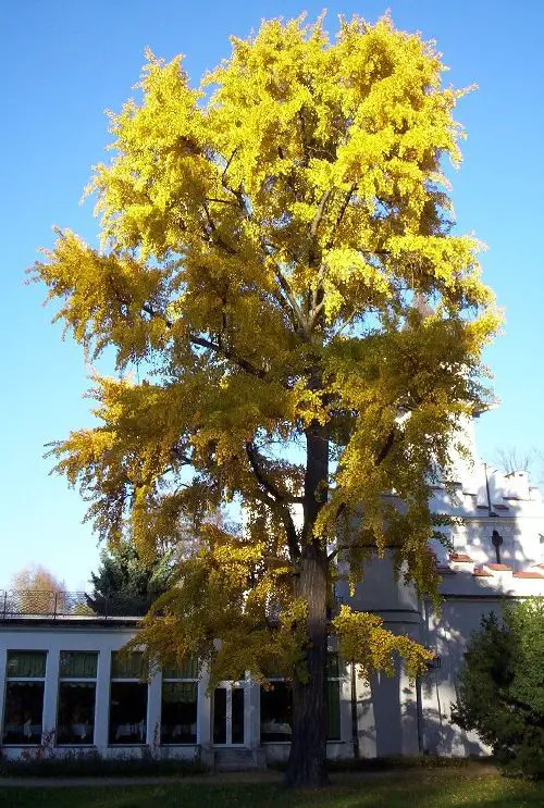 Ginkgo New World Encyclopedia