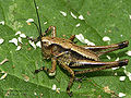 Thumbnail for version as of 18:10, 10 November 2008