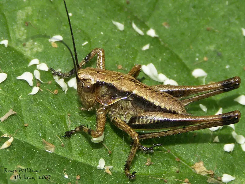 File:Dark bush-cricket nymph.jpg