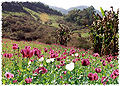 Thumbnail for version as of 02:40, 10 December 2007