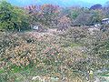 Thumbnail for version as of 00:05, 6 August 2008