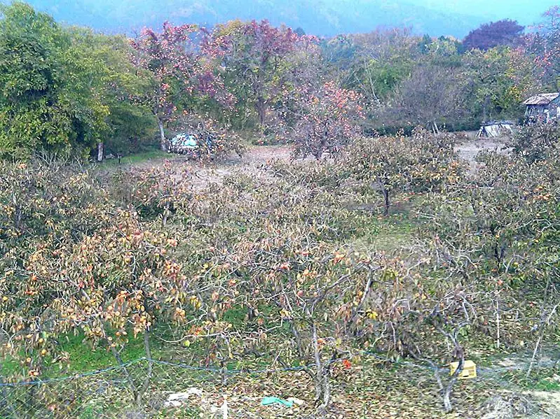 File:Persimmon Garden.jpg