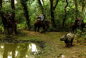 Elephant safari after indian rhinos (Rhinoceros unicornis)