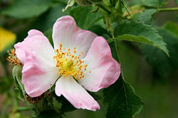 Wild rose flower.jpg