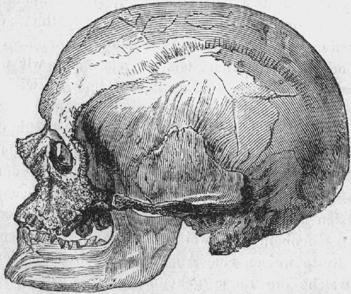 File:Cro-Magnon-male-Skulll.png