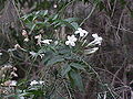 Thumbnail for version as of 19:43, 19 July 2007