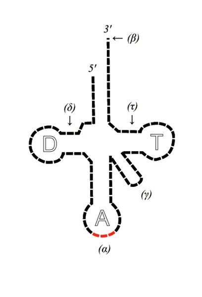 File:Schema ARNt 448 658.png