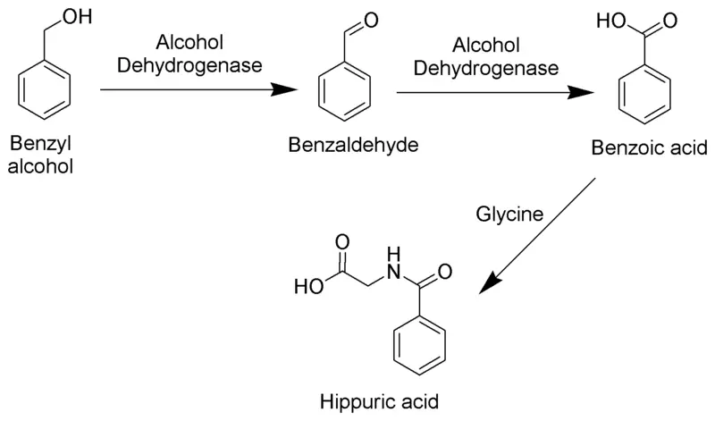 File:Benzyl Alcohol Metabolism Scheme.png