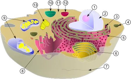 Nucleolus - New World Encyclopedia