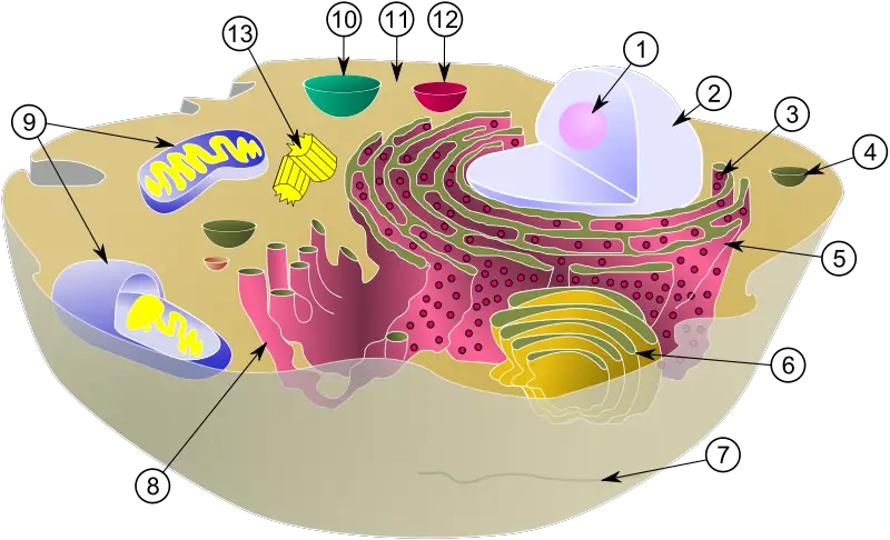 File:Biological cell.svg