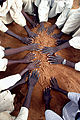 Thumbnail for version as of 14:38, 6 September 2007