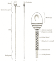 Thumbnail for version as of 16:39, 13 May 2006