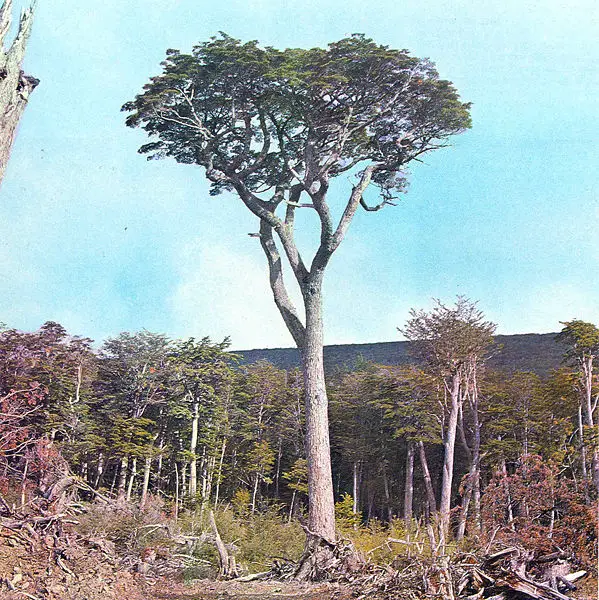 File:Nothofagus betuloides.jpg