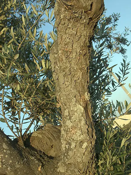 File:Olive-tree-trunk-0.jpg