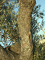 Thumbnail for version as of 05:50, 7 November 2007