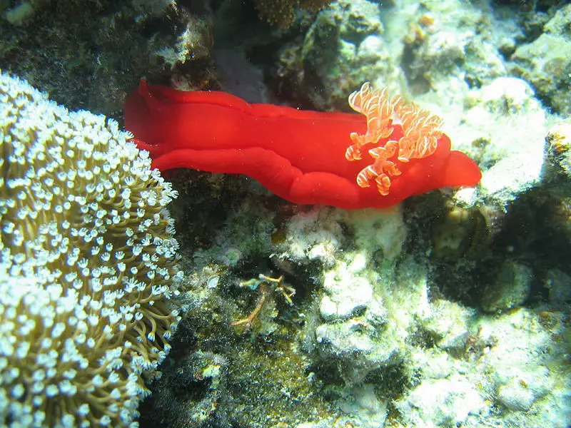 File:Red nudibranch from Hurghada.jpg