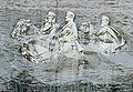 Thumbnail for version as of 20:53, 24 April 2008