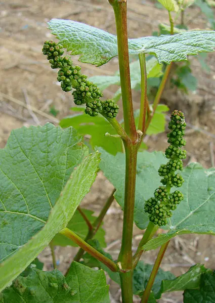 File:Vigne inflorescence 2.jpg