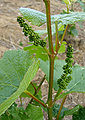 Thumbnail for version as of 19:50, 8 September 2007