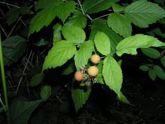 Raspberry - New World Encyclopedia