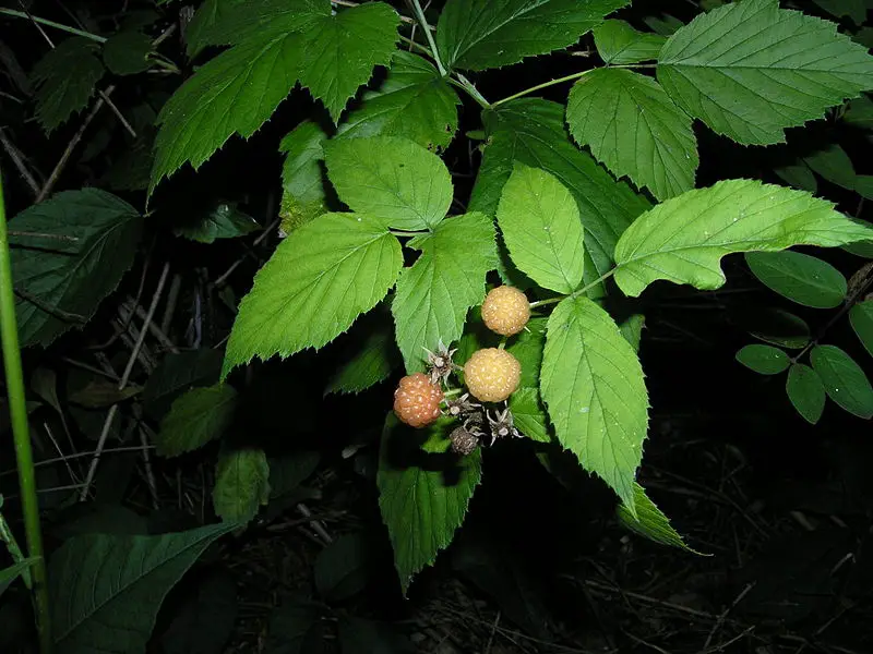File:Albino Raspberries.JPG
