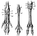 Thumbnail for version as of 13:16, 4 February 2009