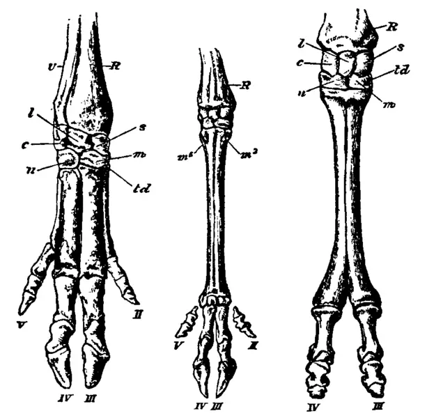 File:Artiodactyla feet.png