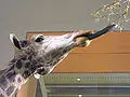 Thumbnail for version as of 18:43, 19 July 2007
