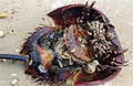 Thumbnail for version as of 23:56, 16 November 2007