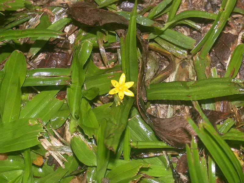 File:Hypoxis.jpg