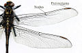 Thumbnail for version as of 18:27, 17 June 2007