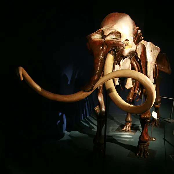File:Mammoth mg 2791.jpg