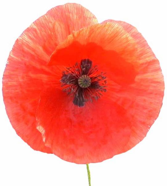 File:Poppy-closeup.jpg