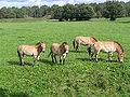 Thumbnail for version as of 21:19, 17 August 2008
