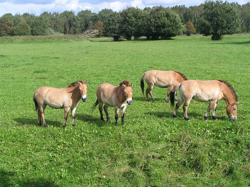 File:Prezewalsky 26-9-2004-3.JPG