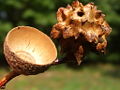 Thumbnail for version as of 01:51, 13 April 2008